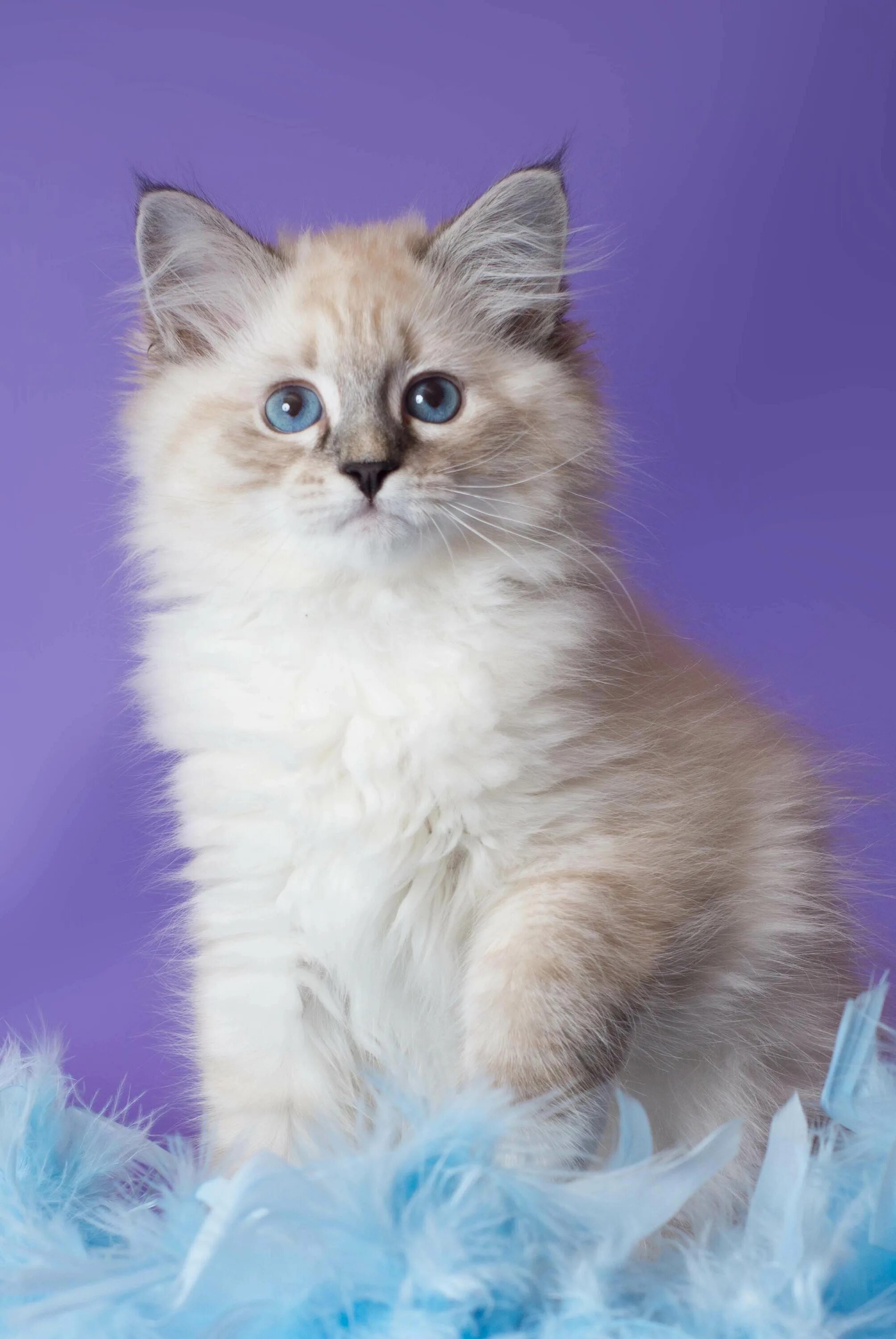 Кот невский маскарадный фото цена котенка Фото котят маскарадных: найдено 89 картинок