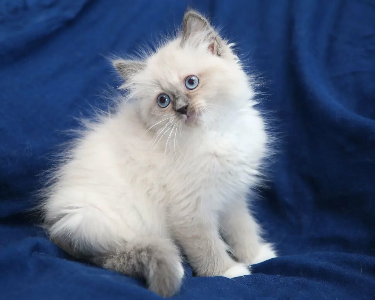 Кот невский маскарадный фото цена котенка Фото котят маскарадных: найдено 89 картинок