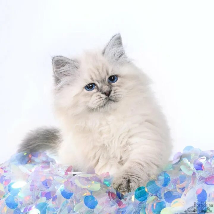 Кот невский маскарадный фото цена котенка Неактивно