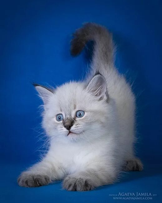 Кот невский маскарадный фото цена котенка Невские маскарадные котята