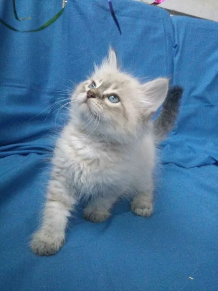 Кот невский маскарадный фото цена котенка Невская маскарадная: 155 фото котят и взрослых кошек + видео описание породы