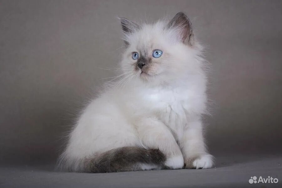 Кот невский маскарадный фото цена котенка Авито невская маскарадная кошка