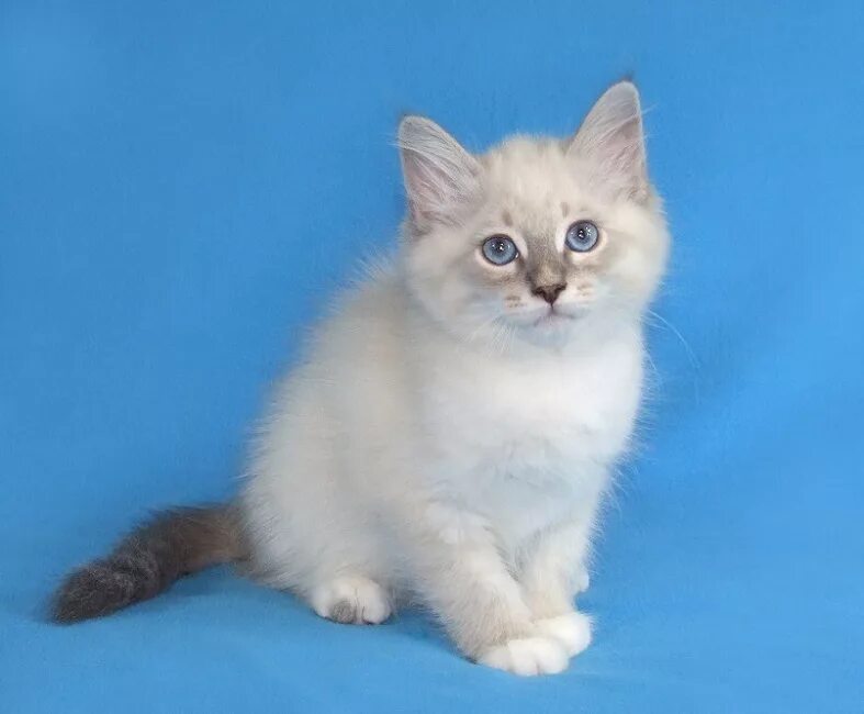 Кот невский маскарадный фото цена котенка Невские маскарадные котята Богемы