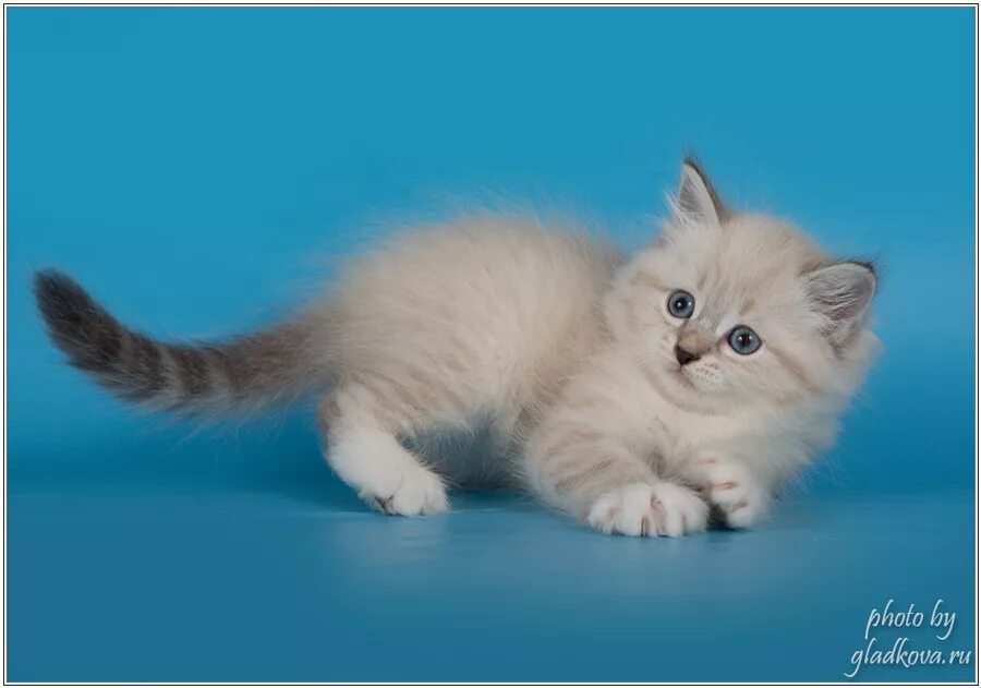 Кот невский маскарадный фото цена котенка Невские маскарадные котята