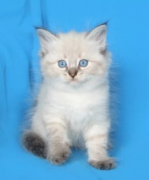 Кот невский маскарадный фото цена котенка Невские маскарадные котята Богемы