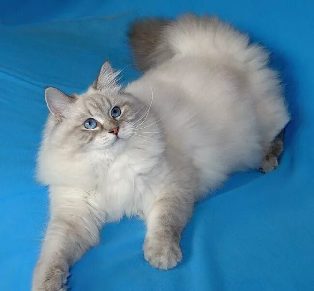 Кот невский маскарадный фото цена котенка Невская маскарадная кошка Милые котики, Сибирские кошки, Кошки