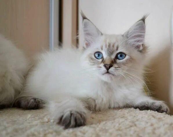 Кот невский маскарадный фото цена котенка Невские Маскарадные котята из питомника в Москве