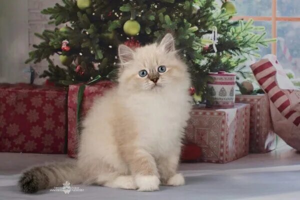 Кот невский маскарадный фото цена котенка СПб. Питомник предлагает невских маскарадных котиков. Возраст 2,5 мес. Приучены 