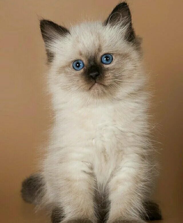 Кот невский маскарадный фото цена котенка Котята невские маскарадные - купить в Воронеже, цена 2 000 руб., продано 19 янва