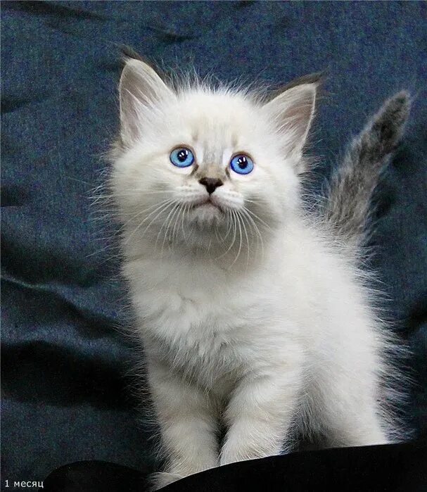Кот невский маскарадный фото цена котенка Невская маскарадная кошка: почему длинношёрстная порода из СССР подойдёт не всем