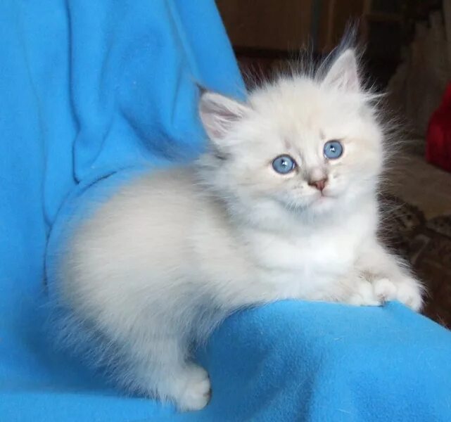 Кот невский маскарадный фото цена котенка Невские маскарадные котята Богемы