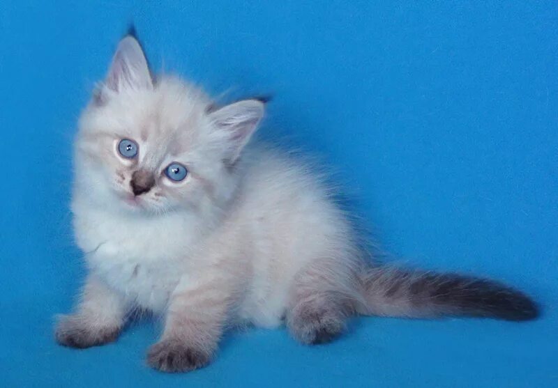 Кот невский маскарадный фото цена котенка Невские маскарадные котята Богемы