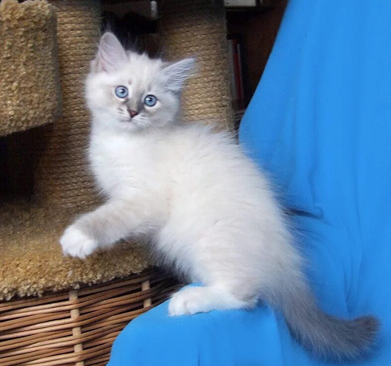 Кот невский маскарадный фото цена котенка Невские маскарадные котята Богемы