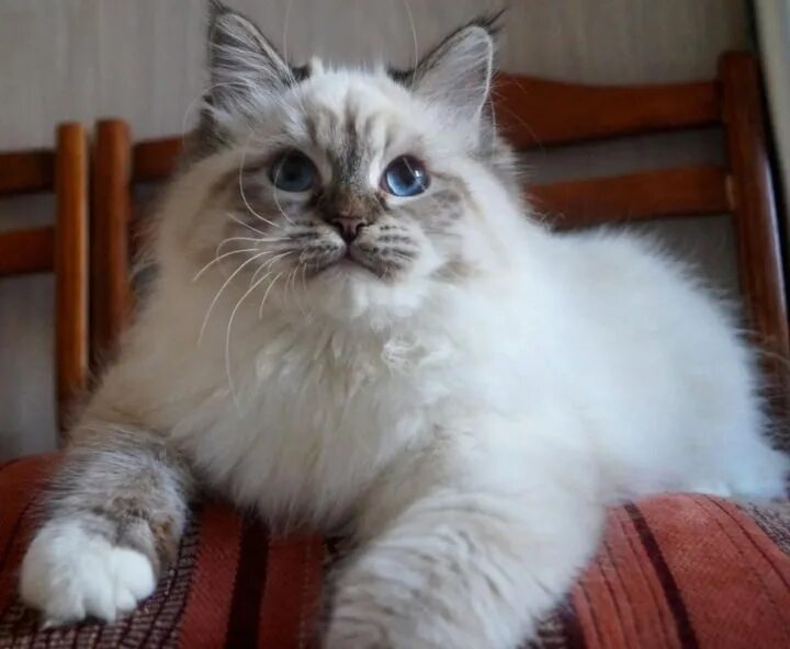 Кот невский маскарадный фото цена котенка Невская маскарадная девочка мальчик, Пишите всегда на связи! 2023 КОТЫ, КОШКИ и 