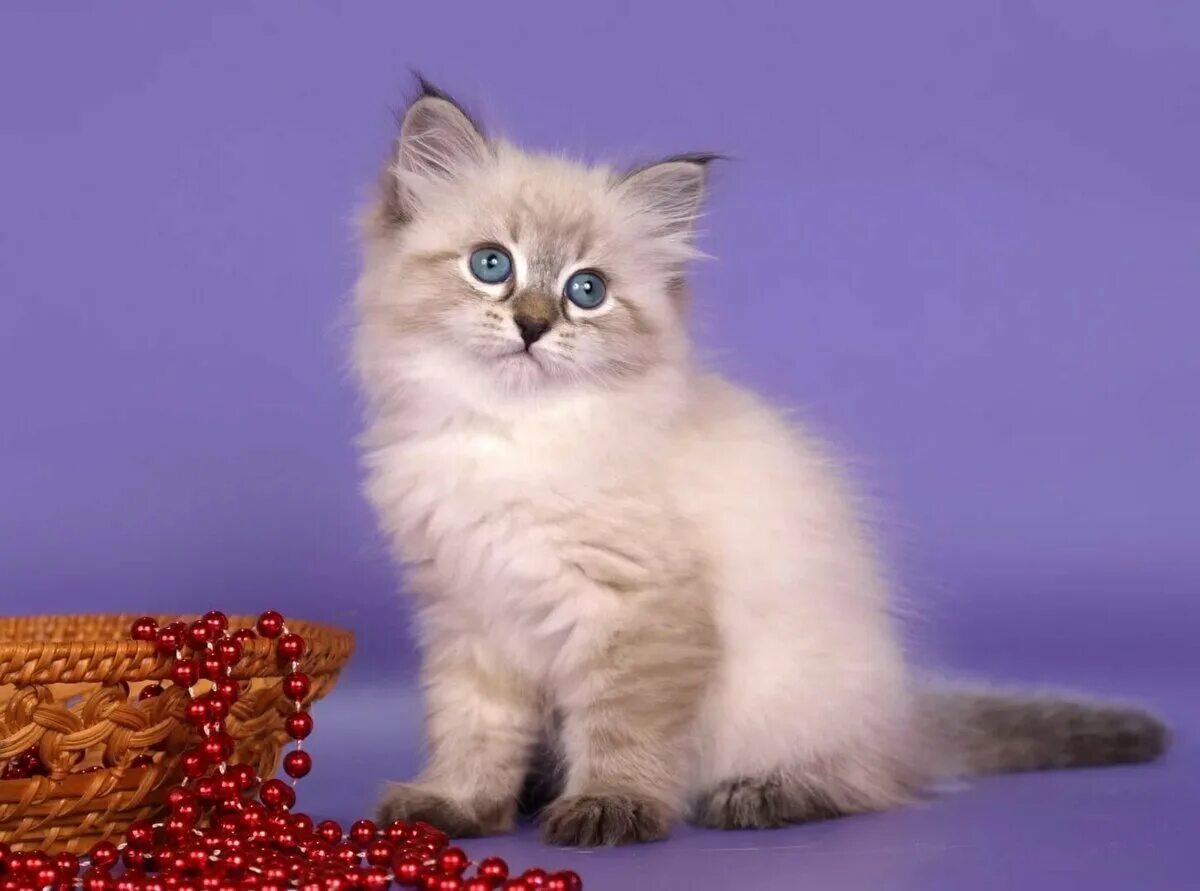 Кот невский маскарадный фото цена котенка Котята порода невская маскарадная: найдено 88 картинок
