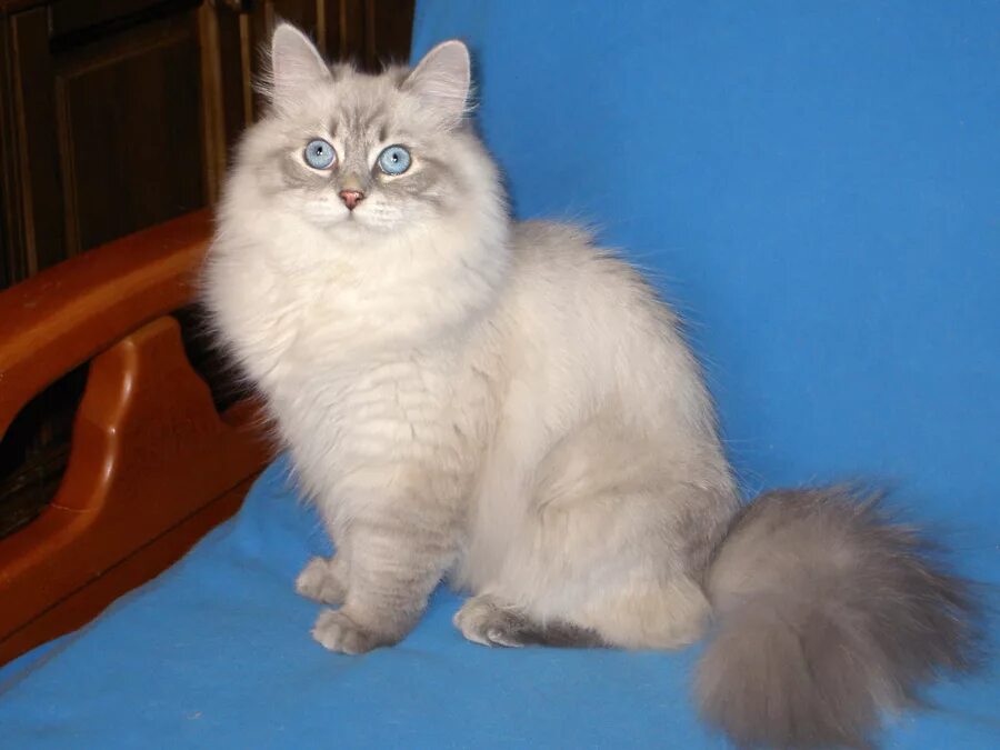 Кот невский маскарадный фото цена котенка Невские маскарадные котята Богемы