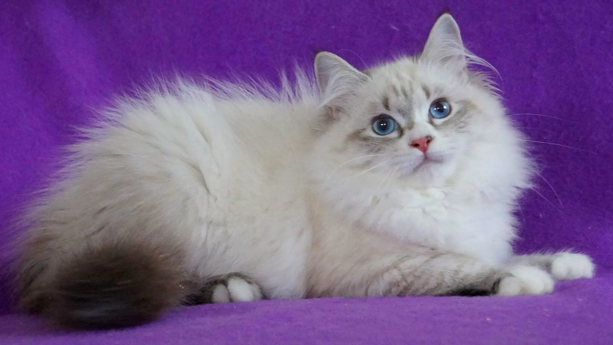 Кот невский маскарадный фото цена котенка Невская маскарадная белая 60 фото - ZooClever.ru