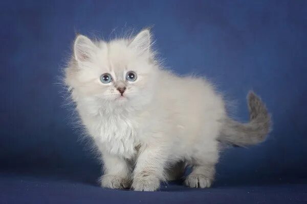 Кот невский маскарадный фото цена котенка Продам котёнка! Порода невская маскарадная! Мальчик, 1.5 месяца, кушает всё, при