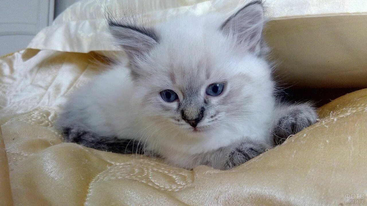 Кот невский маскарадный фото цена котенка Фото невских кошек Котенок, Сиамские котята, Фотографии животных