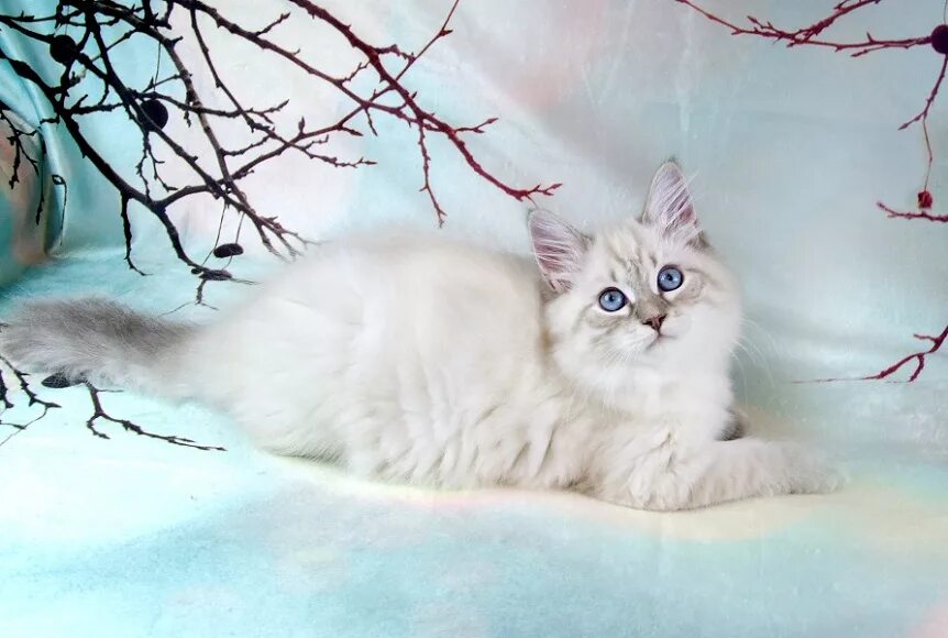 Кот невский маскарадный фото цена котенка Невские маскарадные котята