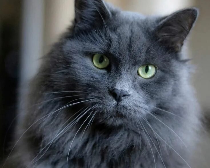 Кот нибелунг фото Нибелунг (Nebelung) - очень редкая порода домашних кошек. Особенности характера,