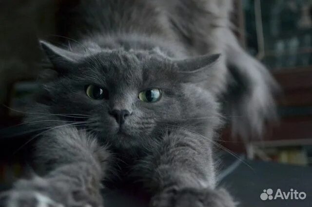 Кот нибелунг фото Котята порода нибелунг купить в Сызрани Животные и зоотовары Авито