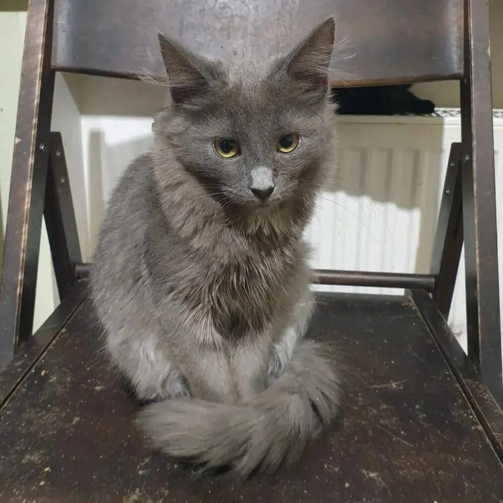 Кот нибелунг фото Совершенно прекрасная Тайга - котенок фенотипичный нибелунг в дар