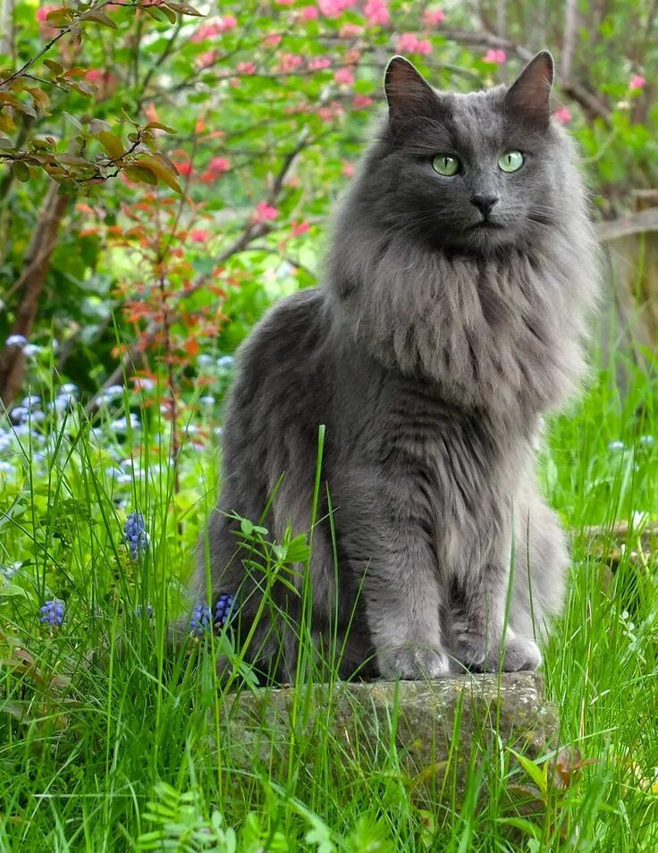 Кот нибелунг фото Pin on Cats Exotic cats, Nebelung cat, Nebelung