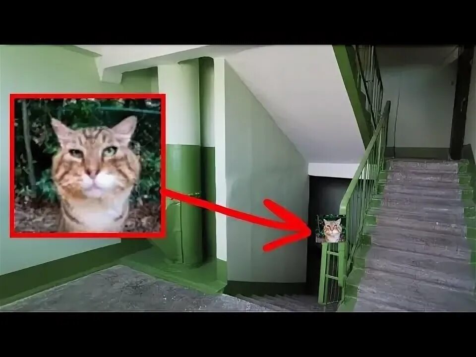 Кот носок фото кот носок??? - YouTube