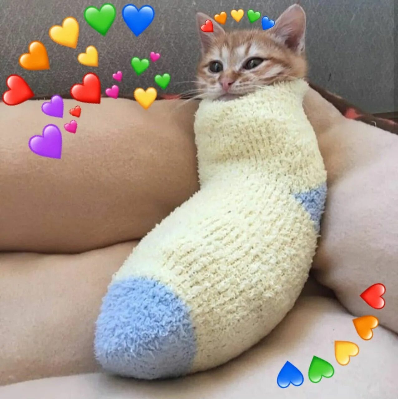 Кот носок фото cat with hearts
