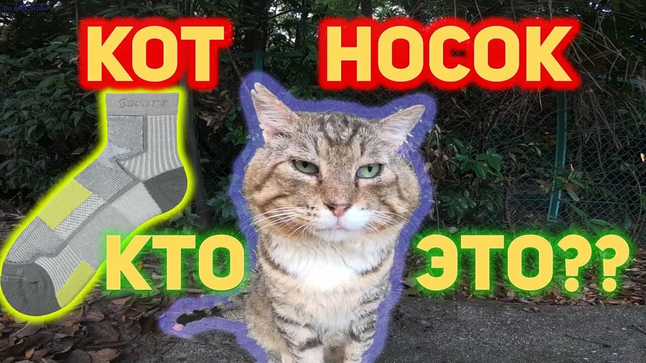 Кот носок фото Кот Носок - Откуда МЕМ? Почему Он ЛЕГЕНДА? - YouTube