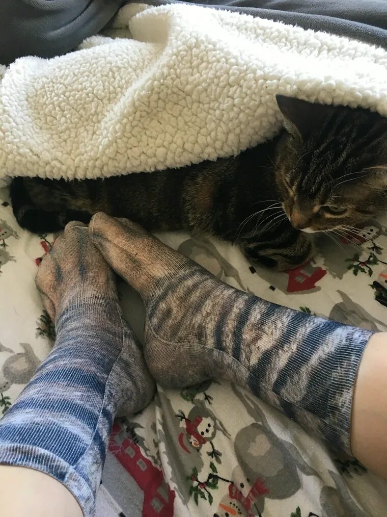 Кот носок фото Cat socks + cat - Album on Imgur