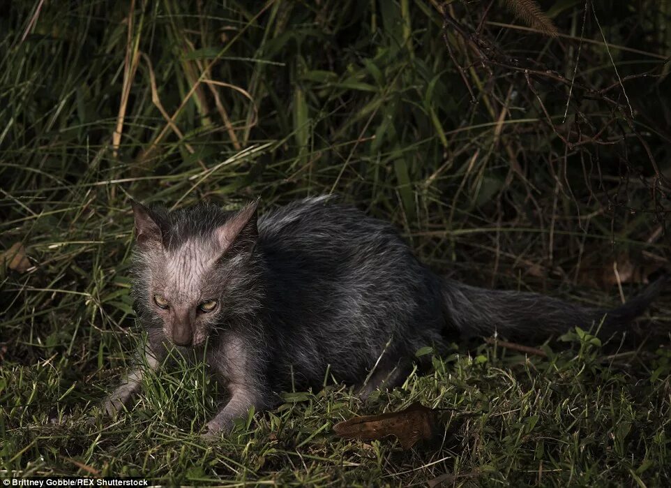 Кот оборотень фото Unique Lykoi breed of cat christened 'werewolf cats' see a surge in popularity D