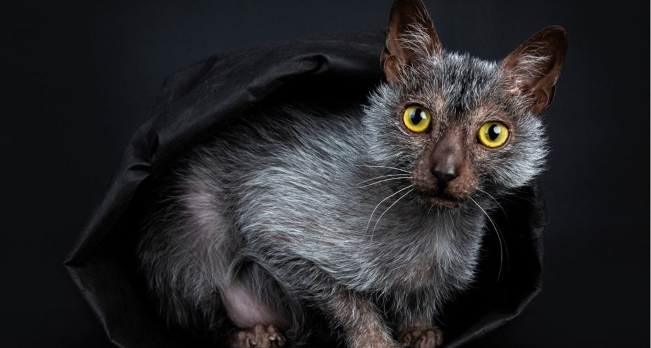 Кот оборотень фото Lykoi (Werewolf) Cat Breed Werewolf cat, Lykoi cat, Cat breeds