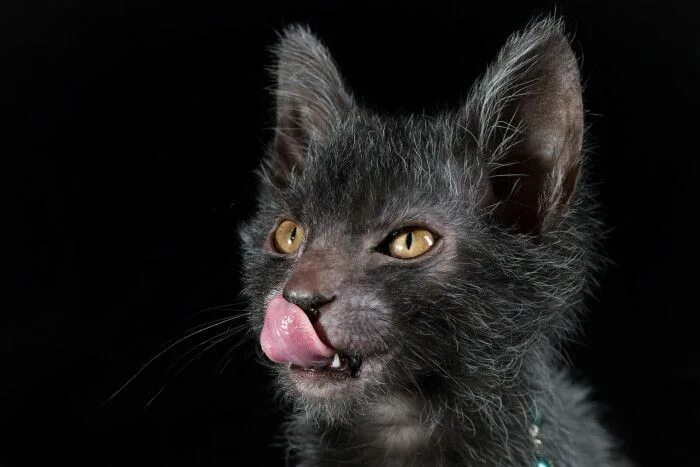 Кот оборотень фото Meet The Lykoi - The "Wolf" Cat Werewolf cat, Lykoi cat, Cat breeds