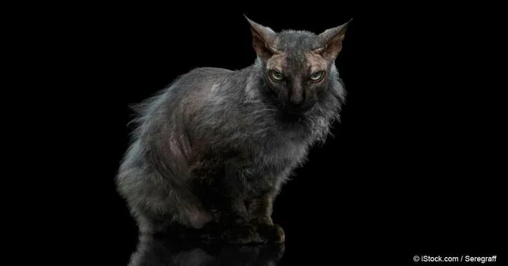 Кот оборотень фото Pin by Sailor-Amethyst91 on Cats Werewolf cat, Cats, Cat portraits