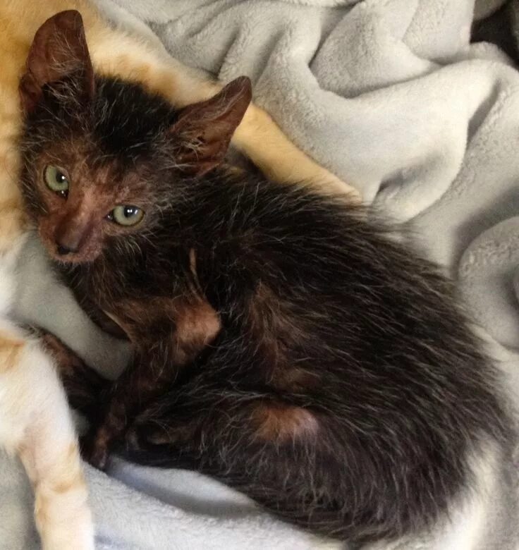 Кот оборотень фото Stray Cat Gives Birth To Extremely Rare 'Werewolf' Kitten Katten en kittens, Kit