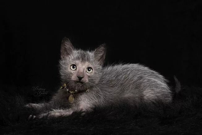 Кот оборотень фото Have You Ever Seen a 'Werewolf Cat'? Werewolf cat, Lykoi cat, Cats