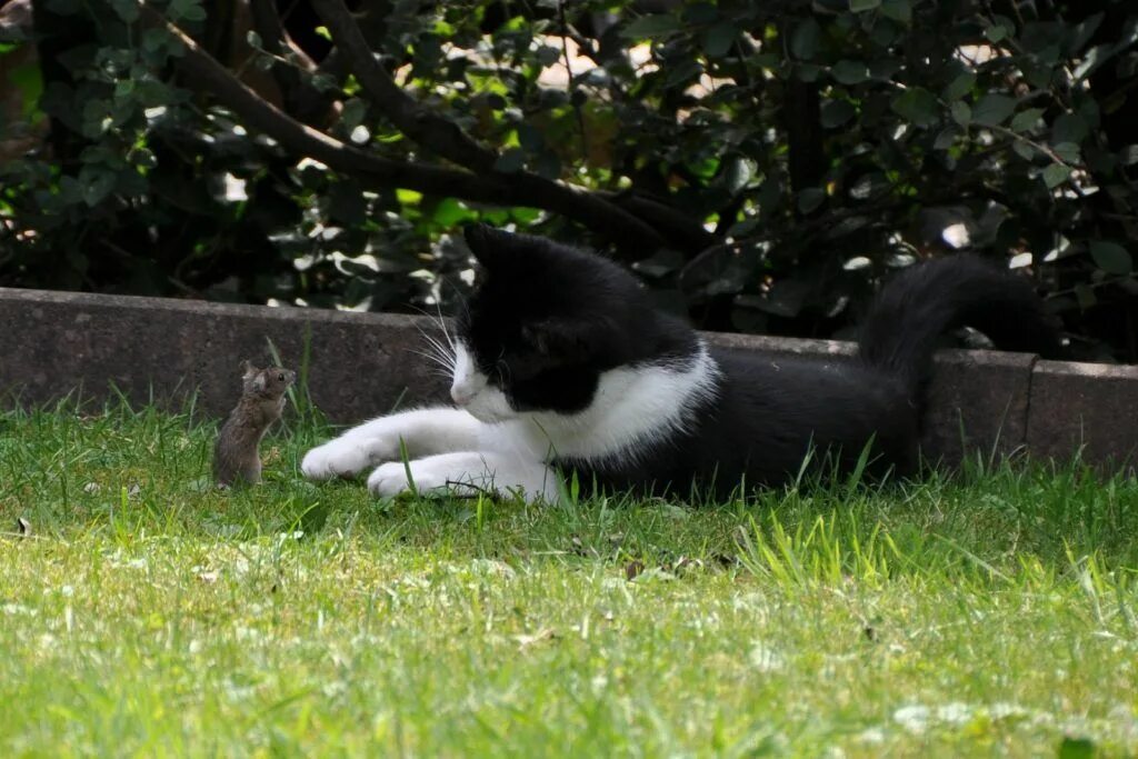 Кот охотится фото Cats are not fully domesticated and would rather hunt their own food. Credit: Pi