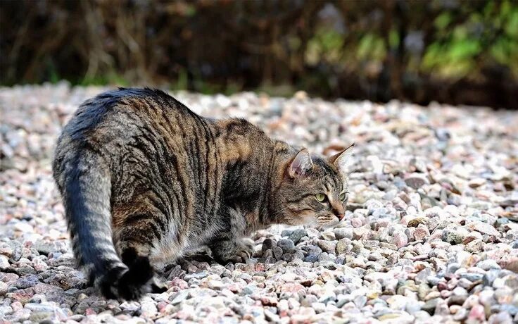 Кот охотится фото Cat on Rocks