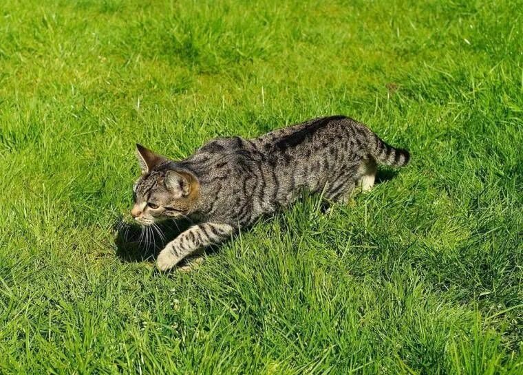 Кот охотится фото How to create a cat-friendly garden Cats, Beautiful cats, Pretty cats