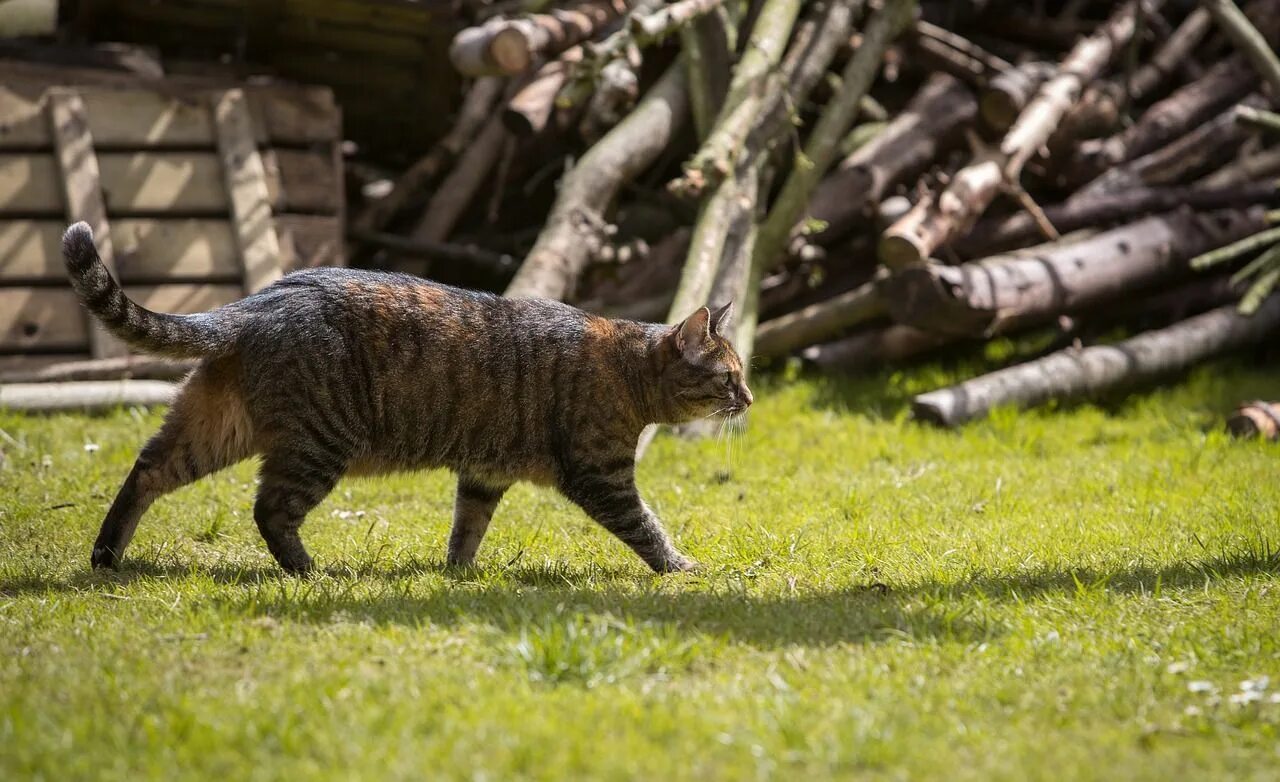 Кот охотится фото 35 tested ways to keep mice out of your camper, garage, and home Cat plants, Mic
