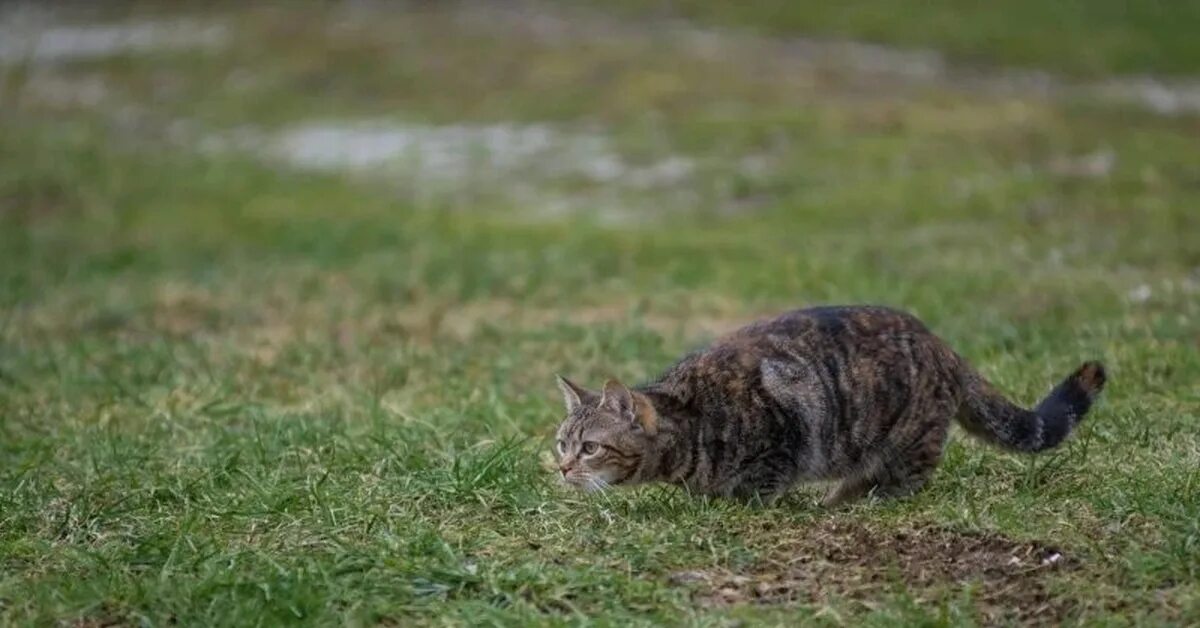 Кот охотится фото Охотники на подкрадусях Пикабу