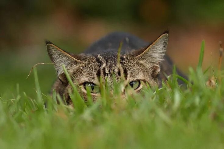 Кот охотится фото Easily Protect Backyard Birds From Cats Siamese cats facts, Cats, Cat pose