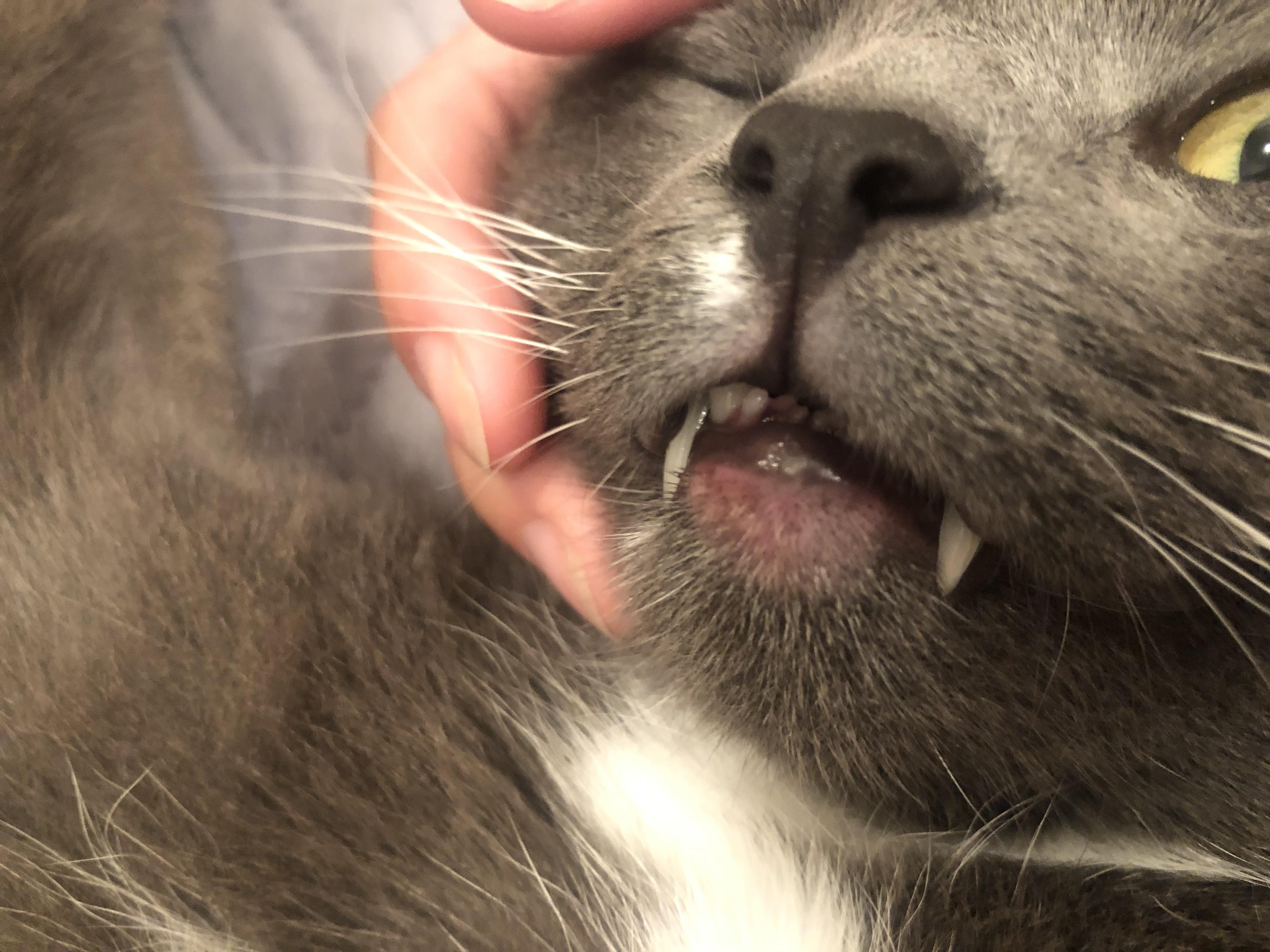 Кот опухоль фото У кота опухла нижняя губа, бесплатная консультация ветеринара - вопрос задан пол
