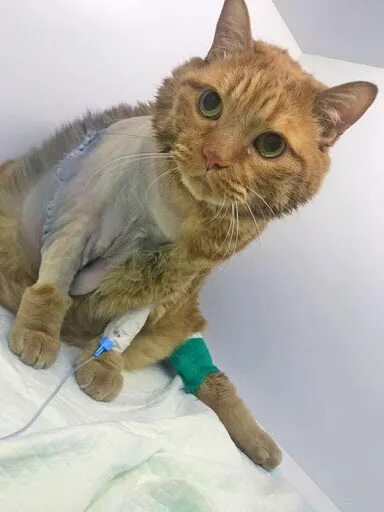 Кот опухоль фото Удаление опухоли на лапе у кота - 24-vet.com