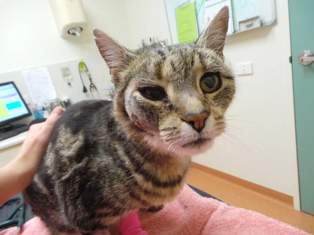 Кот опухоль фото Puss Puss Puss Puss was kept in hospital for almost 4 days. Flickr