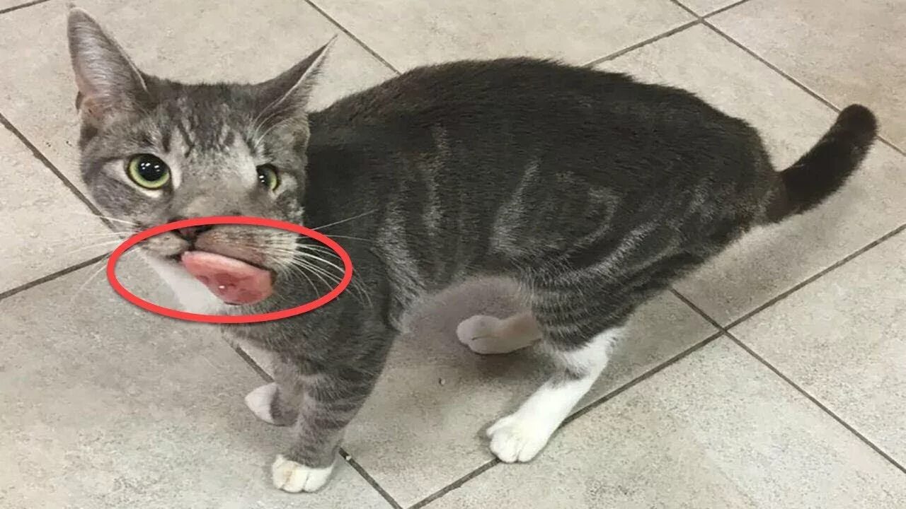 Кот опухоль фото When This Cat Developed A Monstrous Facial Tumor, No One Expected Her To Smile A