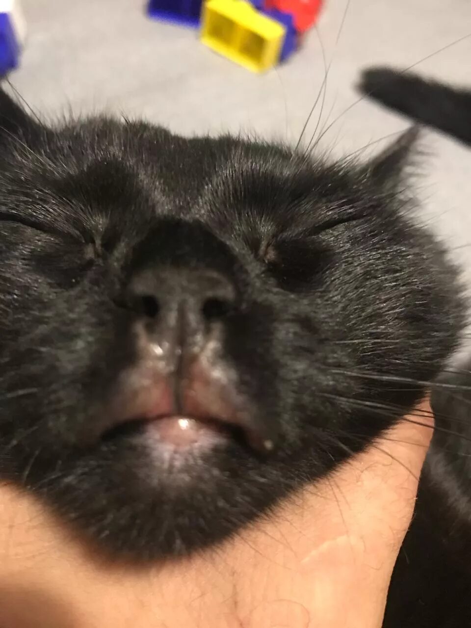 Кот опухоль фото Отек верхней губы у кошки, бесплатная консультация ветеринара - вопрос задан пол