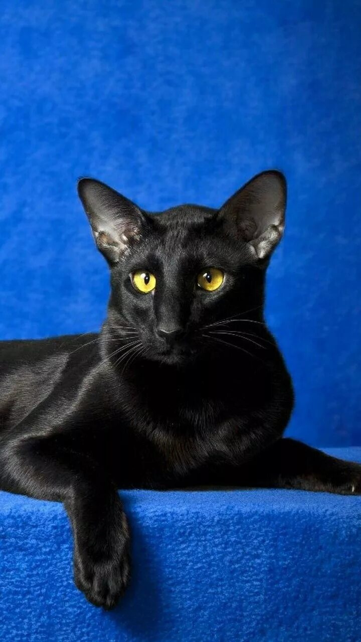 Кот ориентал черный фото Пин на доске paws and claws